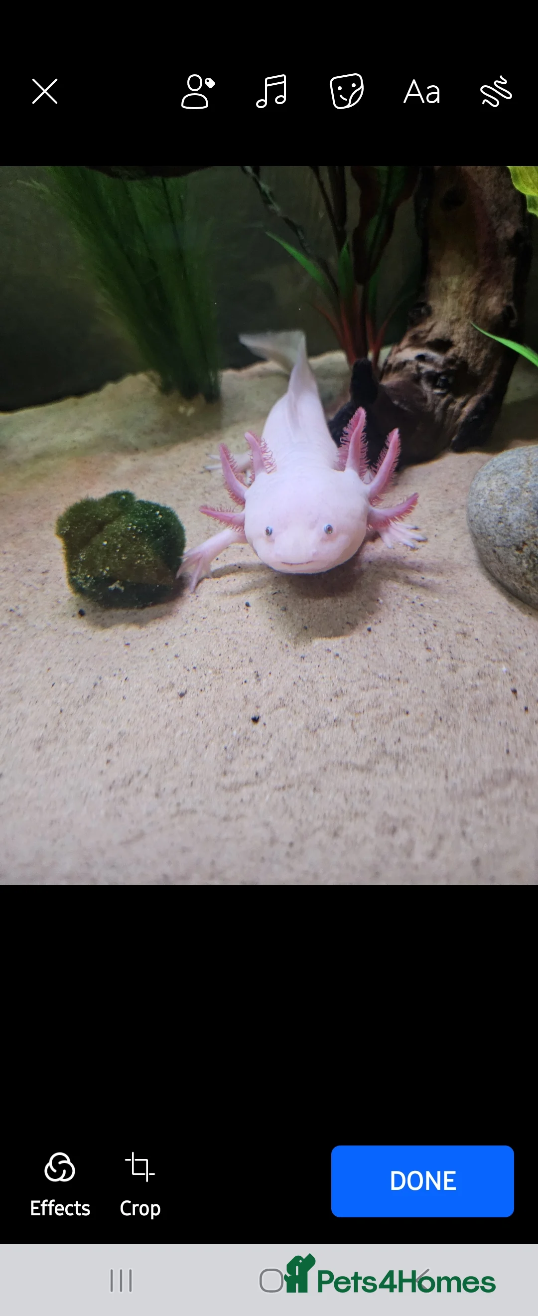 Axolotl reptiles for sale: 4 Axolotls needing new waters - Advert 3