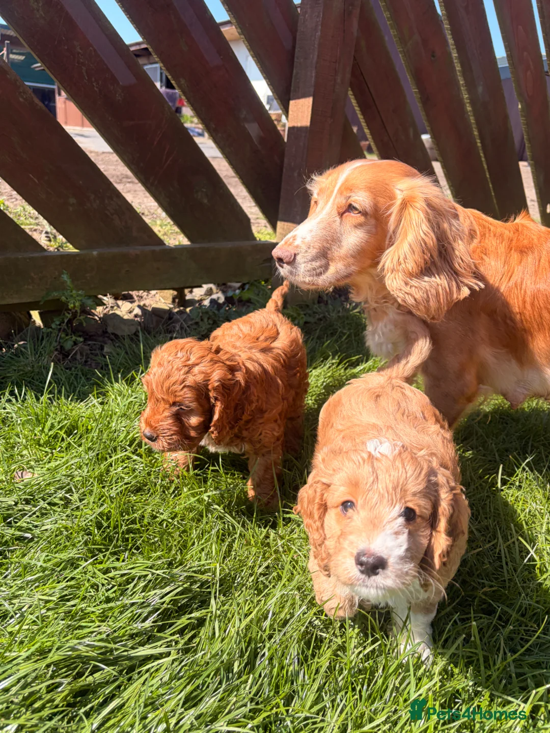 Cockapoo dogs for sale: Cockapoo 1 boy left  - Advert 4