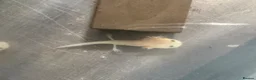 Barbs fish for sale: Baby axolotl - Advert 3
