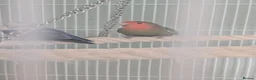 Lovebirds birds for sale: Family of love birds  - Advert 5