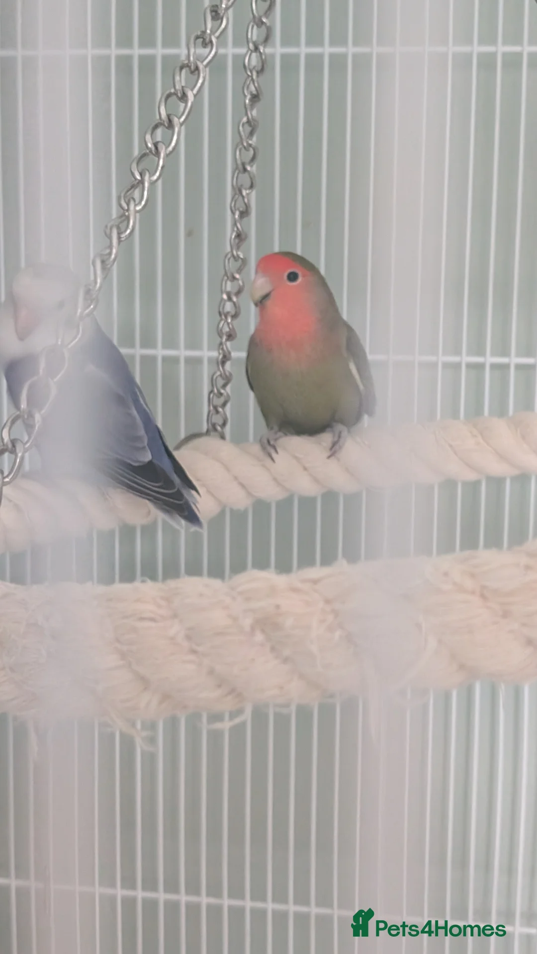 Lovebirds birds for sale: Family of love birds  - Advert 5