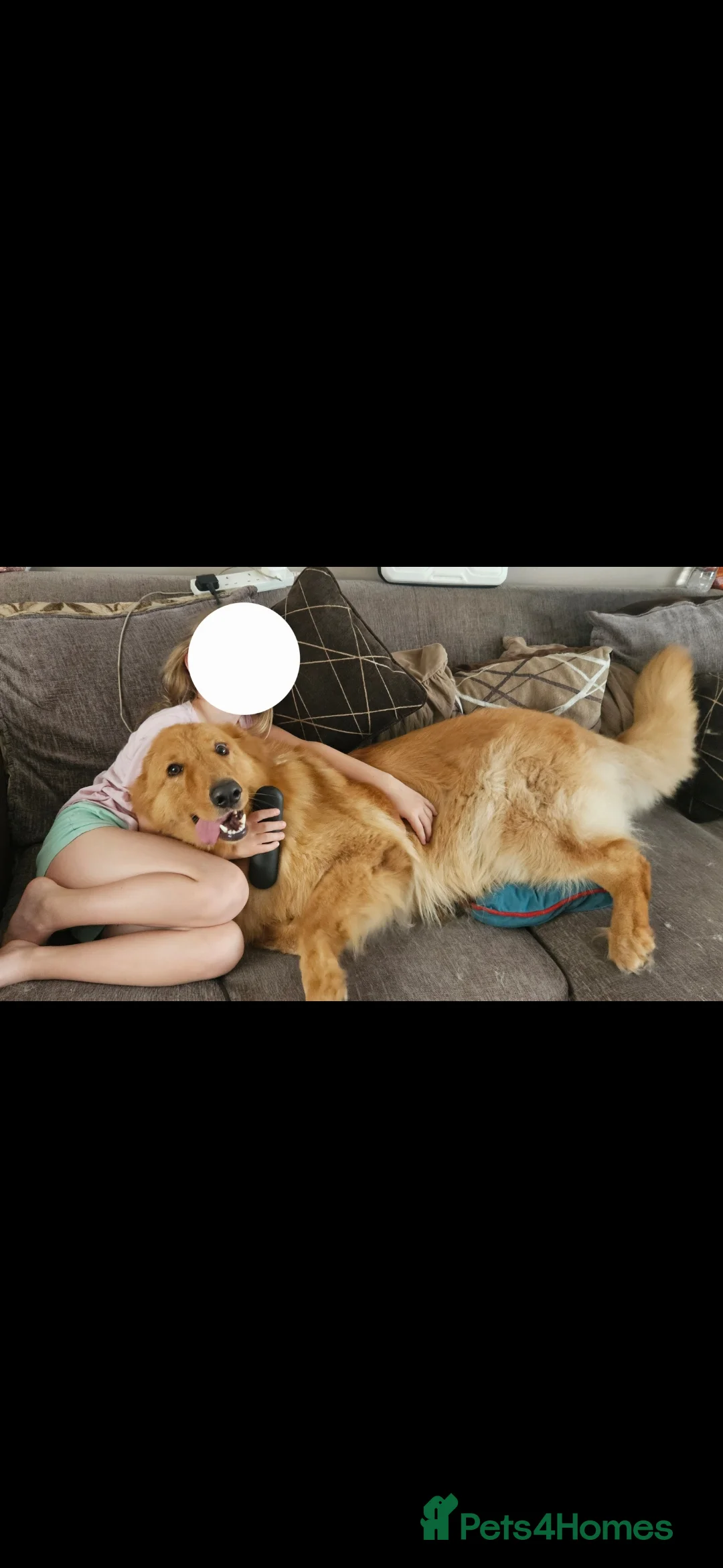 German Shepherd dogs for sale: Female German shepherd age 3years months  - Advert 3