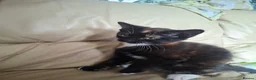Mixed Breed cats for sale: 4 kittens  in Spalding - Advert 8