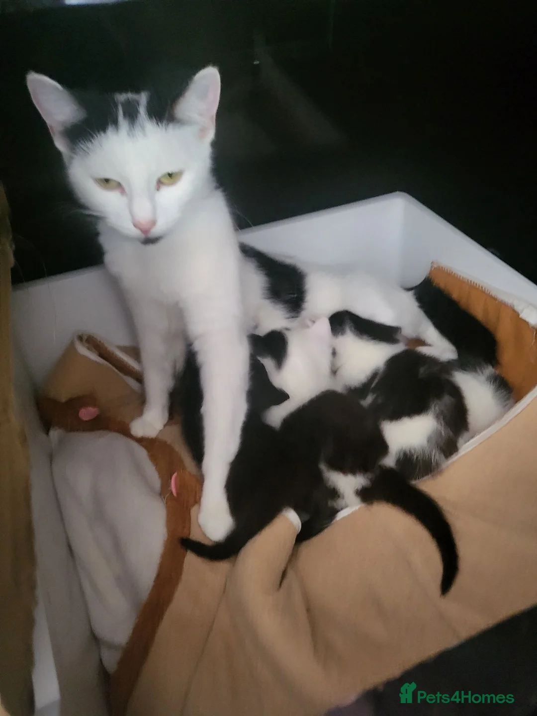 Mixed Breed cats for sale: 6 adorable kittens needing a forever home  in Birmingham - Advert 1