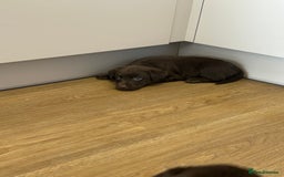 Labrador Retriever dogs for sale: Chunky chocolate labradors  - Image 9