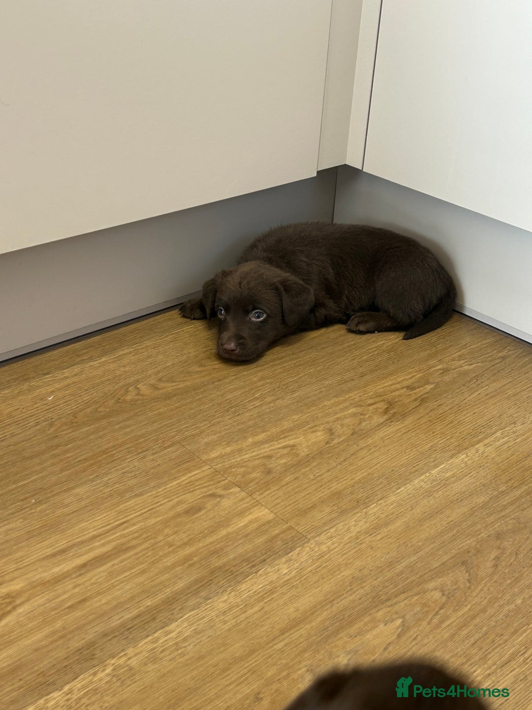 Labrador Retriever dogs for sale: Chunky chocolate labradors  - Image 9
