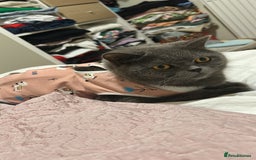 British Shorthair cats for sale: British shorthair  - Image 4