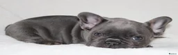 French Bulldog dogs for sale: 💜BLUEBELLE  THE LAST LITTLE BLUE GIRL 💜 - Advert 22