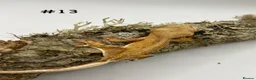 Gecko reptiles for sale: Adult + Juvenile Crested Geckos inc. Lilly Whites - Advert 26