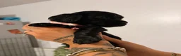 Cocker Spaniel dogs for sale: 2 gorgeous female cocker spaniel puppies 💖🐾😍 - Advert 10