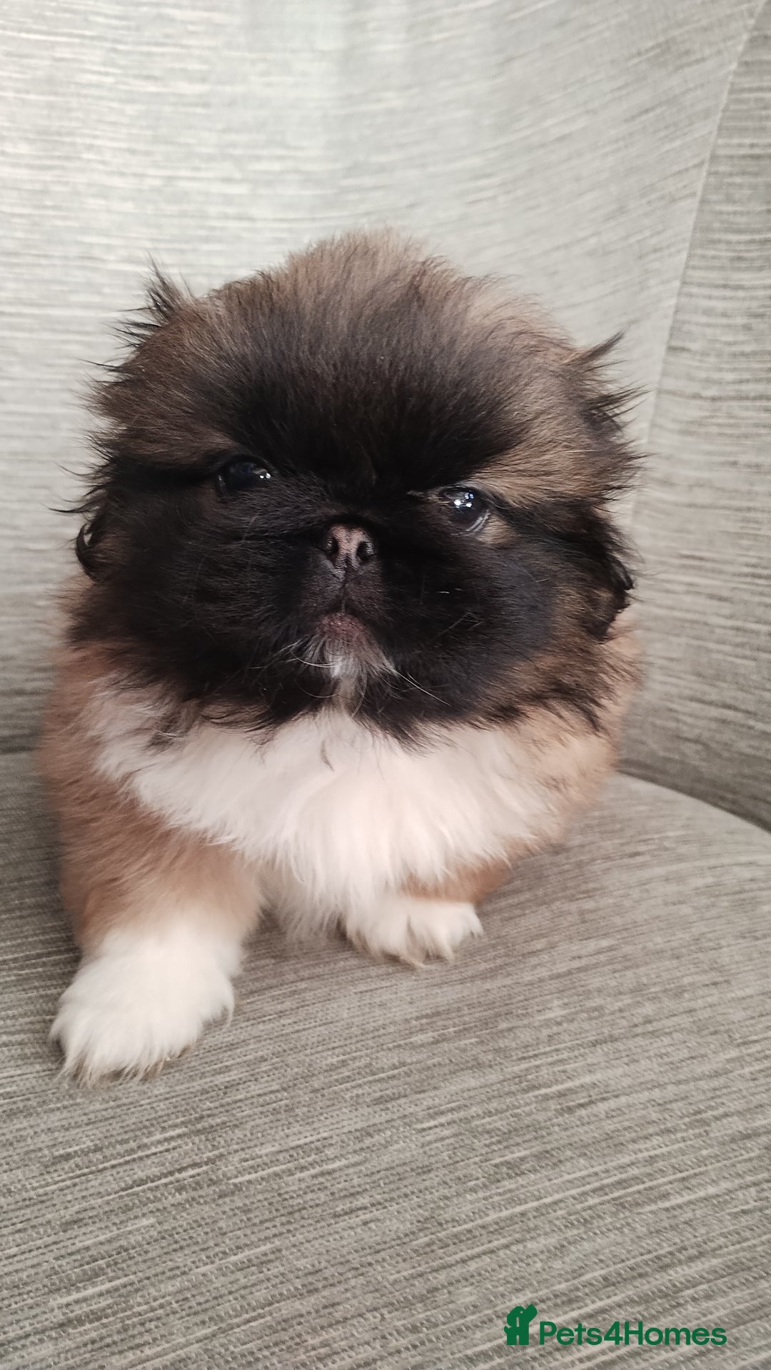 Pekingese dogs for sale: Pekingese puppies. Eastbourne - Advert 11