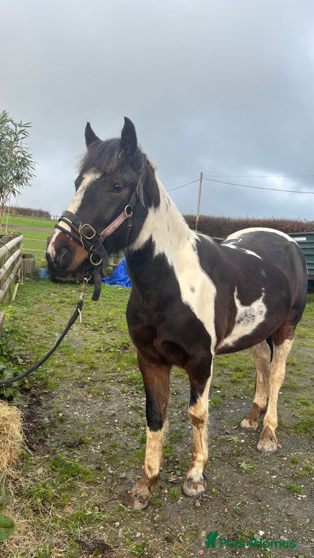 Appaloosa horses for sale: Rodney 14.1/2 2 Year old gelding Appaloosa X Cob - Advert 2
