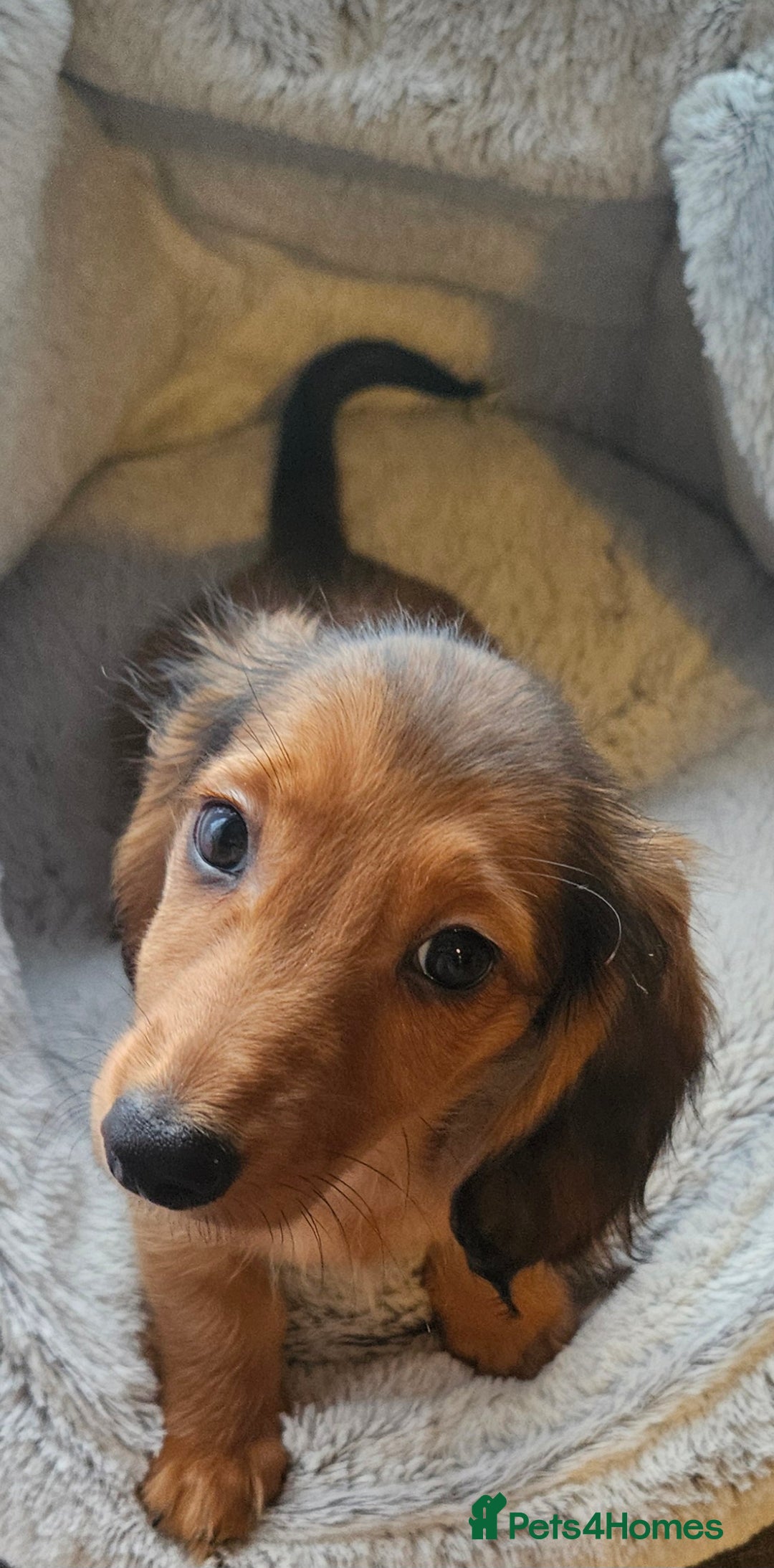 Miniature Dachshund dogs for sale: Ready now 🩵🩵🩵🩷 - Advert 15
