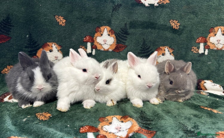 Netherland Dwarf rabbits - Advert 3