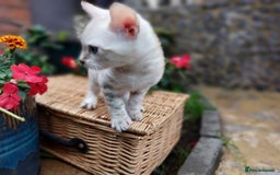 Bengal cats for sale: Stunning pure Bengal Kittens - Image 9