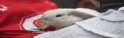 Mixed Breed rodents for sale: Mini lop in Tipton - Advert 10