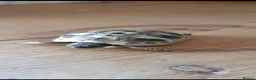 Tortoise reptiles for sale: 6 month female Hermmans Tortoise with Small Viv - Advert 2