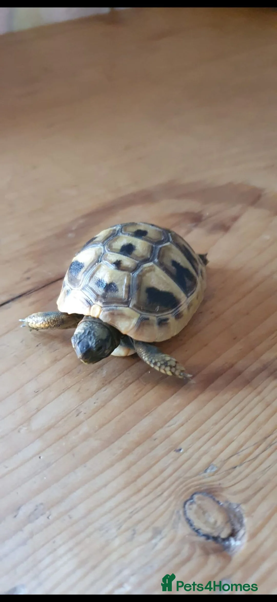 Tortoise reptiles for sale: 6 month female Hermmans Tortoise with Small Viv - Advert 2