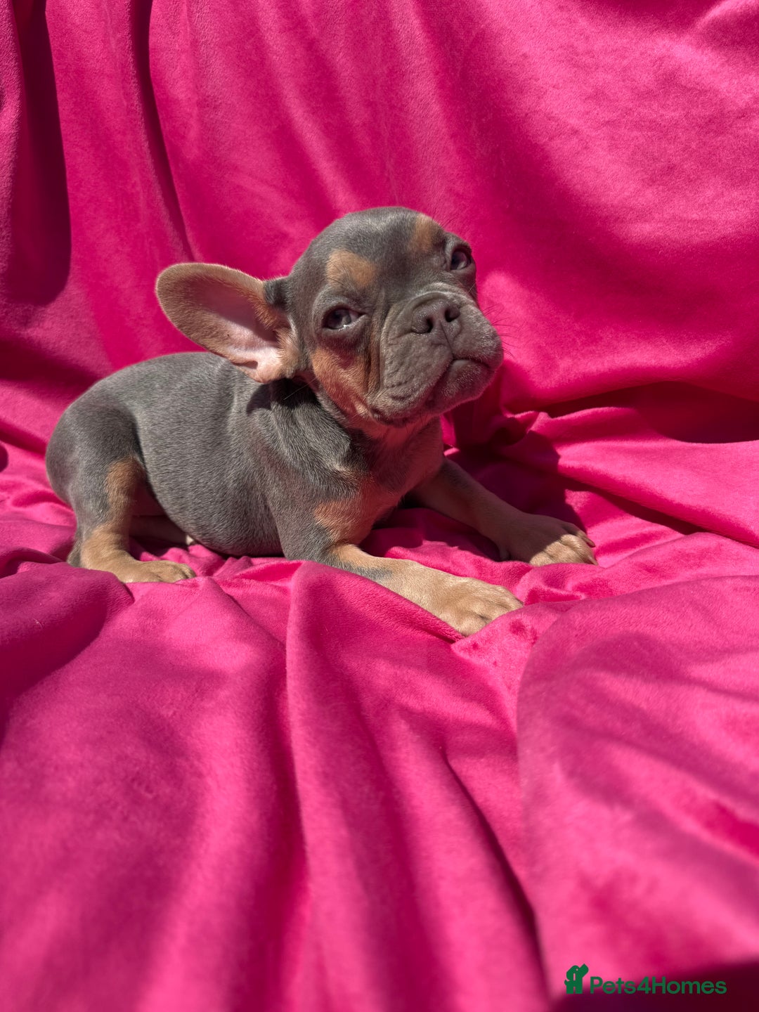 French Bulldog dogs for sale: 🔥READY TODAY Quality KC French Bulldog Puppies✨🔥 - Image 27