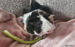 Guinea Pig rodents for sale: 2 Male Guinea Pigs (Boars) - Image 5
