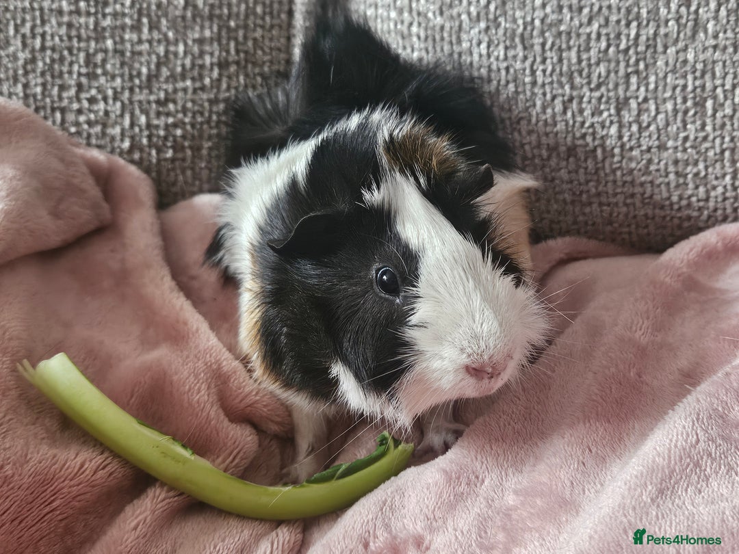 Guinea Pig rodents for sale: 2 Male Guinea Pigs (Boars) - Image 5