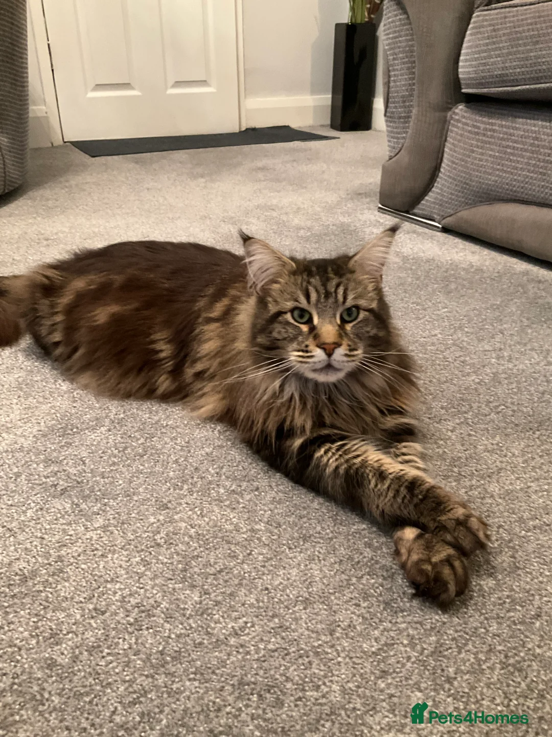 Maine Coon cats for stud: Pure bread, large Maine coon - Advert 3