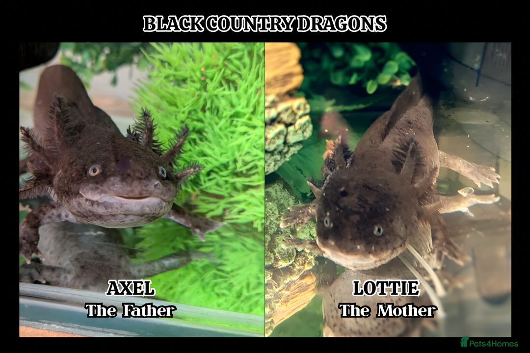 Axolotl reptiles for sale:  Baby Axolotls Ready to Reserve-UK Bred. - Advert 2