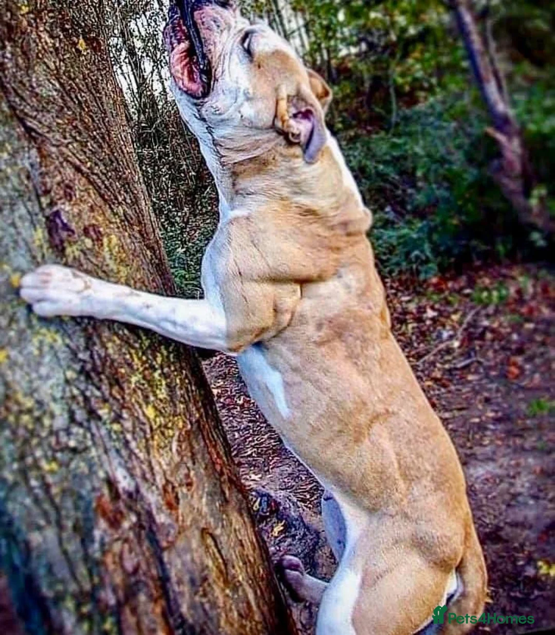 Alapaha Blue Blood Bulldog dogs for sale: SUPERB PICK OF LITTER PUP 5***** - Advert 17