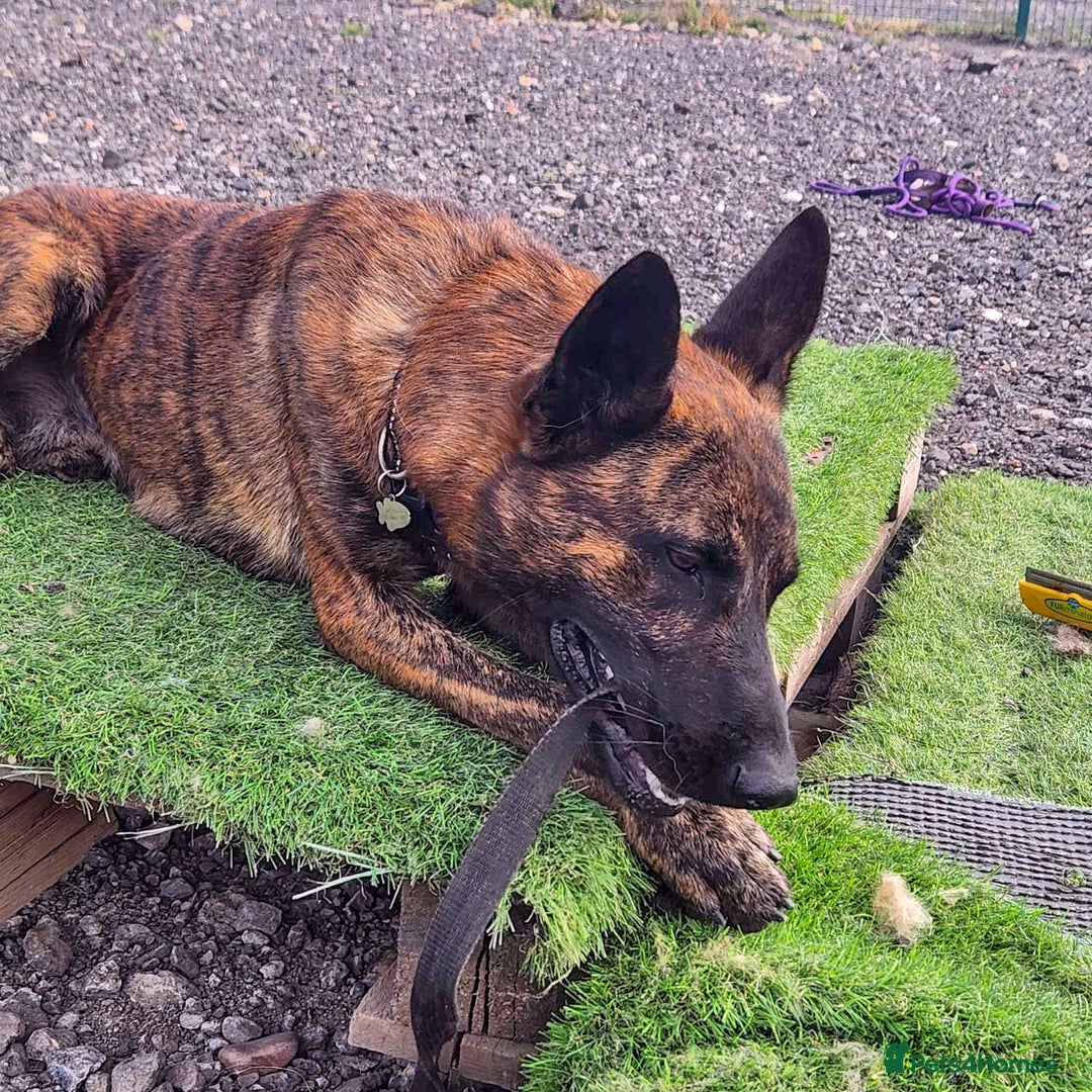 Mixed Breed dogs for adoption: BEAUTIFUL BUZZ  - Image 8