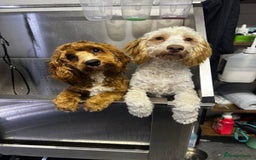 Cockapoo dogs for sale: 2 Male Cockapoos need a home :( - Image 1