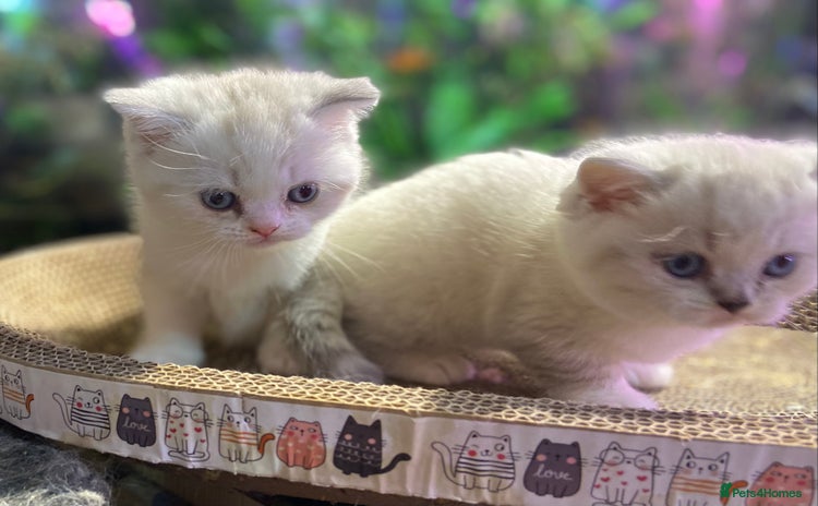 Munchkin cats - Advert 2