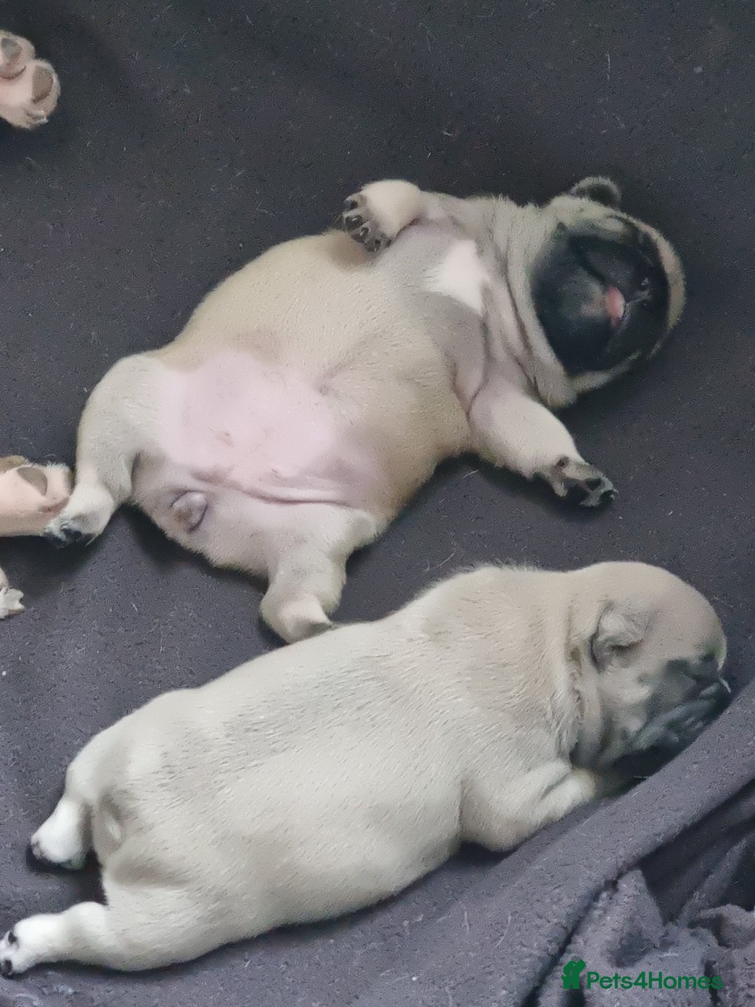 French Bulldog dogs for sale: Beautiful chunky frenchie puppies - Advert 20