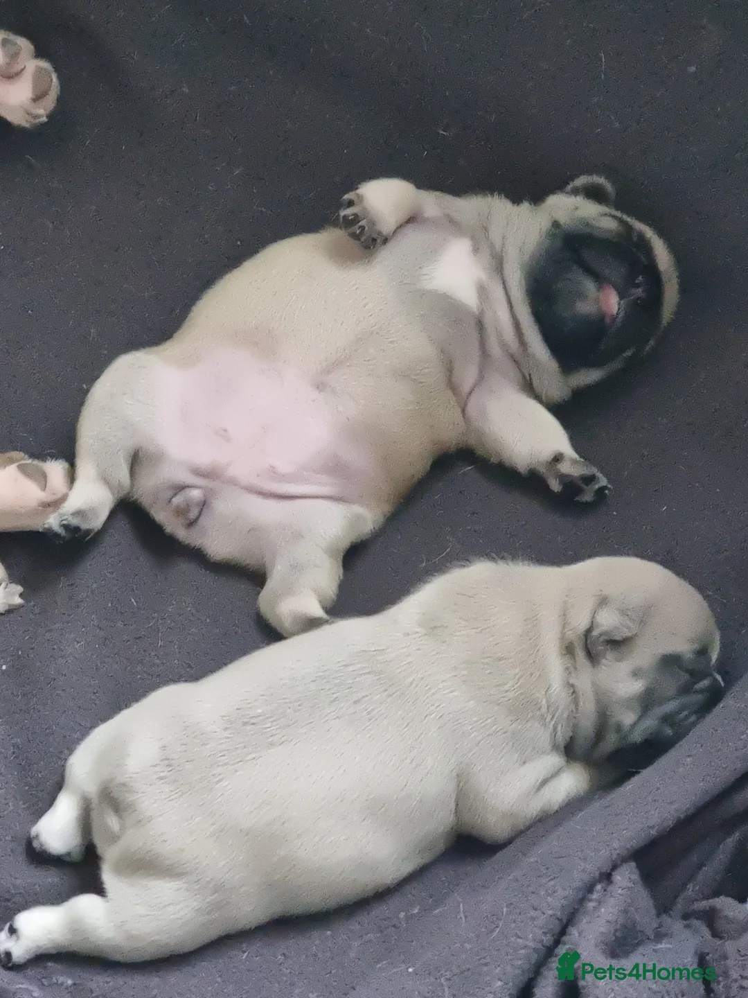 French Bulldog dogs for sale: Beautiful chunky frenchie puppies - Advert 20