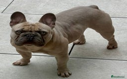 French Bulldog dogs for sale: QUALITY HOME BRED FRENCH BULLDOG PUPPIES - Image 15