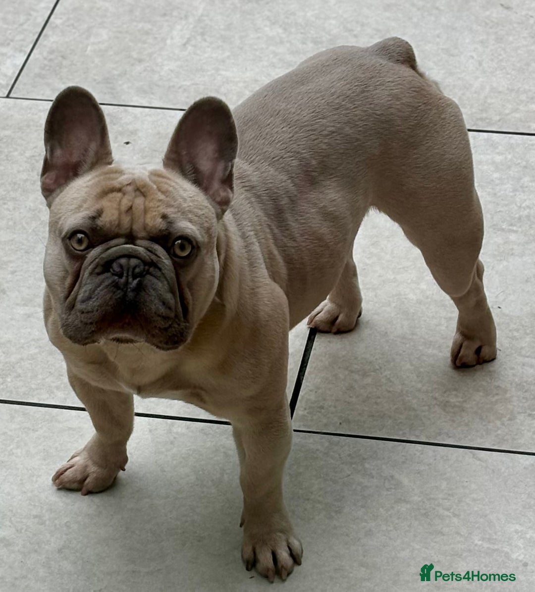 French Bulldog dogs for sale: QUALITY HOME BRED FRENCH BULLDOG PUPPIES - Image 15