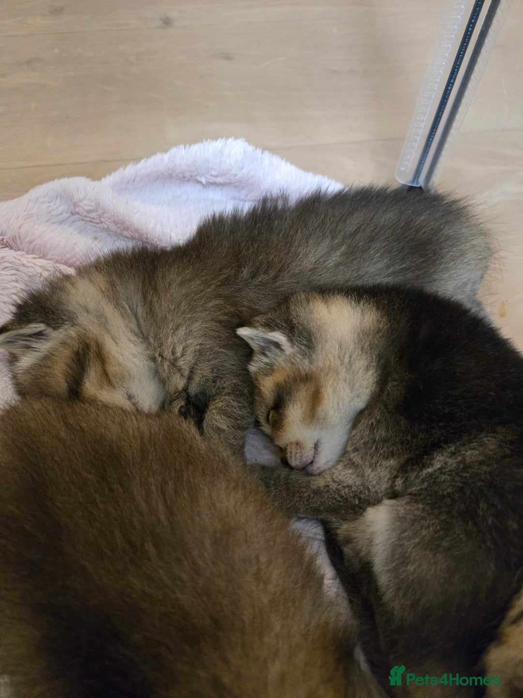 British Shorthair cats for sale: British Shorthair kittens STUNNING 🐈 😺  - Advert 5