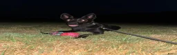 Belgian Shepherd Dog dogs for sale: Belgian Malinois Black Female  - Advert 5