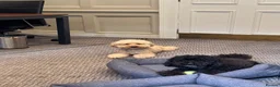 Miniature Poodle dogs for stud: Noodle the Poodle welcomes ladies - Advert 4