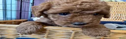 Miniature Poodle dogs for sale: Miniature Poodle puppies.  - Advert 16