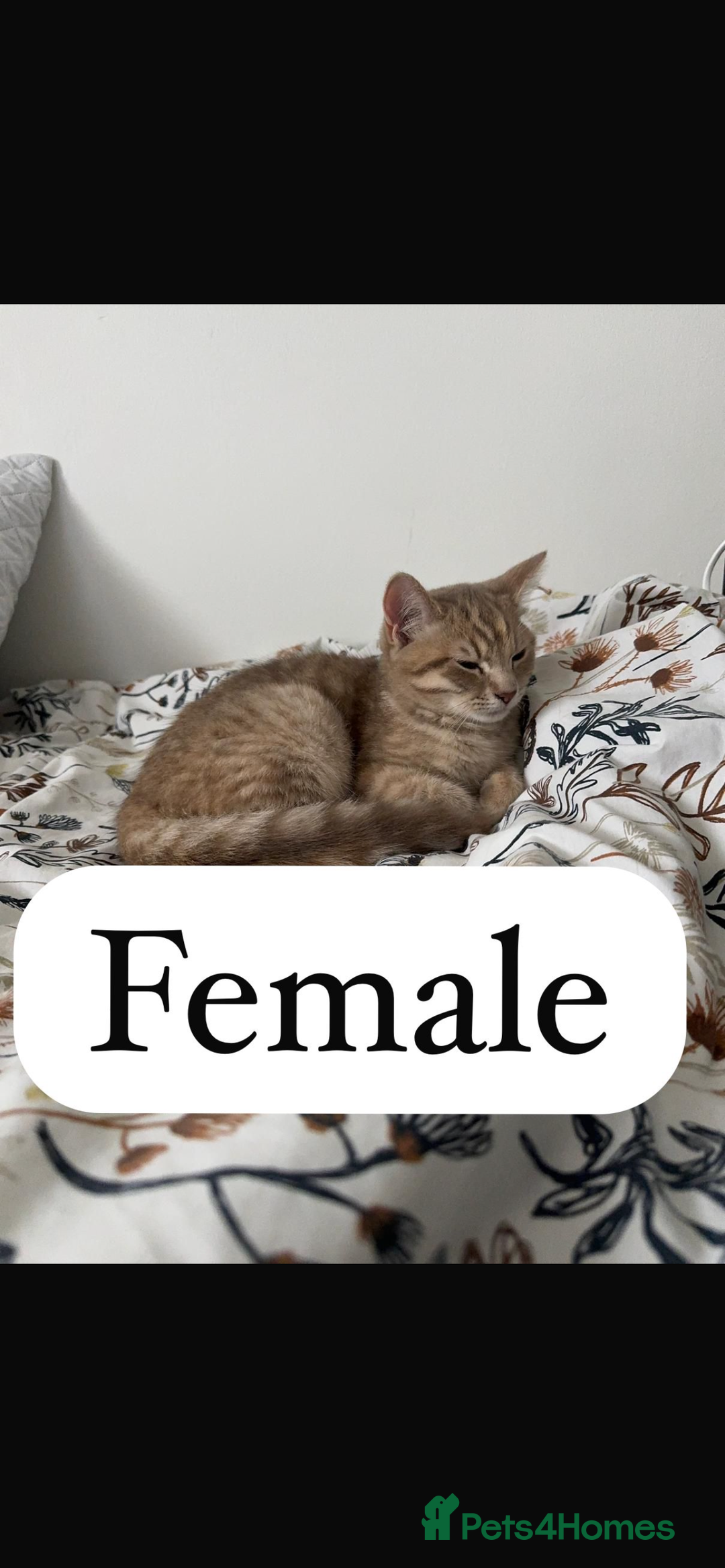 Persian cats for sale: Persian x British shorthair kittens (3 months old) - Image 5