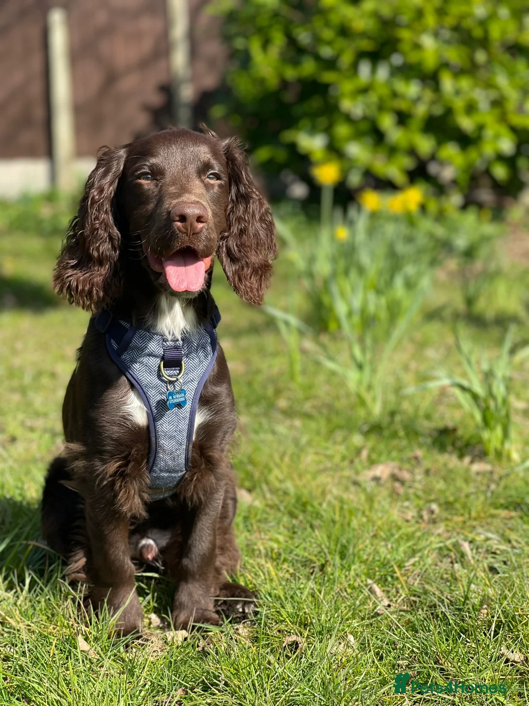 Sprocker dogs for stud: Stunning Cocker Spaniel X available for Stud  - Advert 8