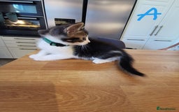 Mixed Breed cats for sale: Beautiful kittens ready now - Image 20