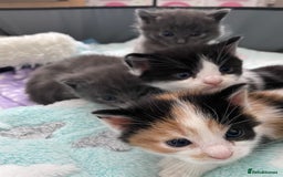 Domestic Shorthair cats for sale: Four kittens, 4 weeks old - Image 2
