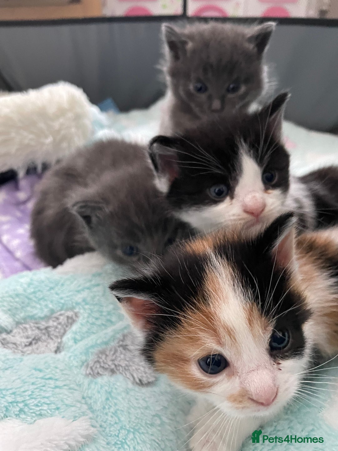 Domestic Shorthair cats for sale: Four kittens, 4 weeks old - Image 2