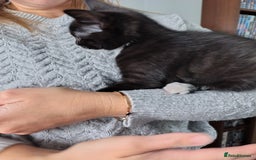 Mixed Breed cats for sale: Mixed breed Tabbies  - Image 26