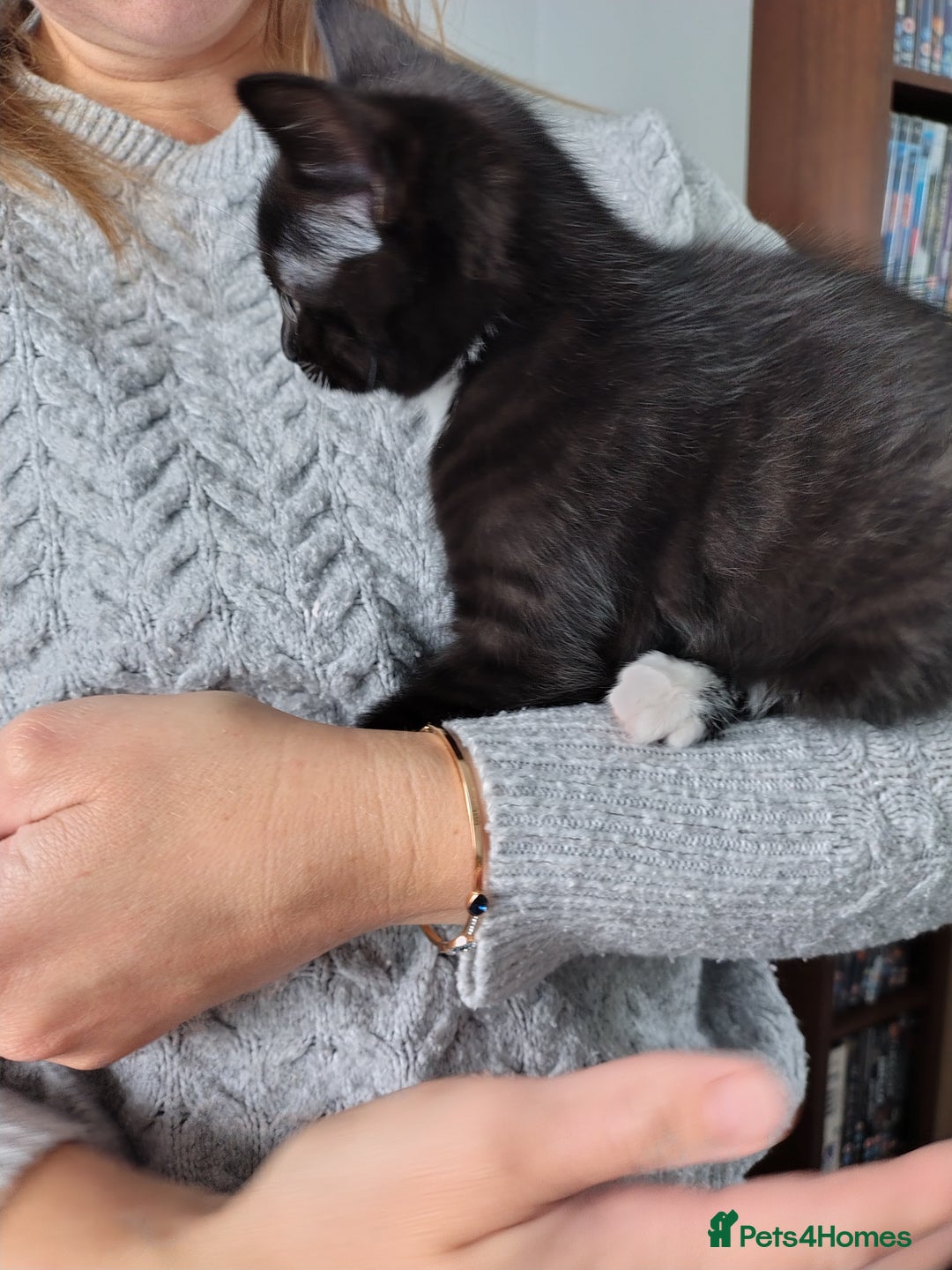 Mixed Breed cats for sale: Mixed breed Tabbies  - Image 26