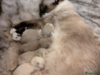 Ragdoll cats Thank you all kittens reserved - Advert 17