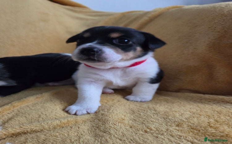 Jack Russell dogs - Advert 1
