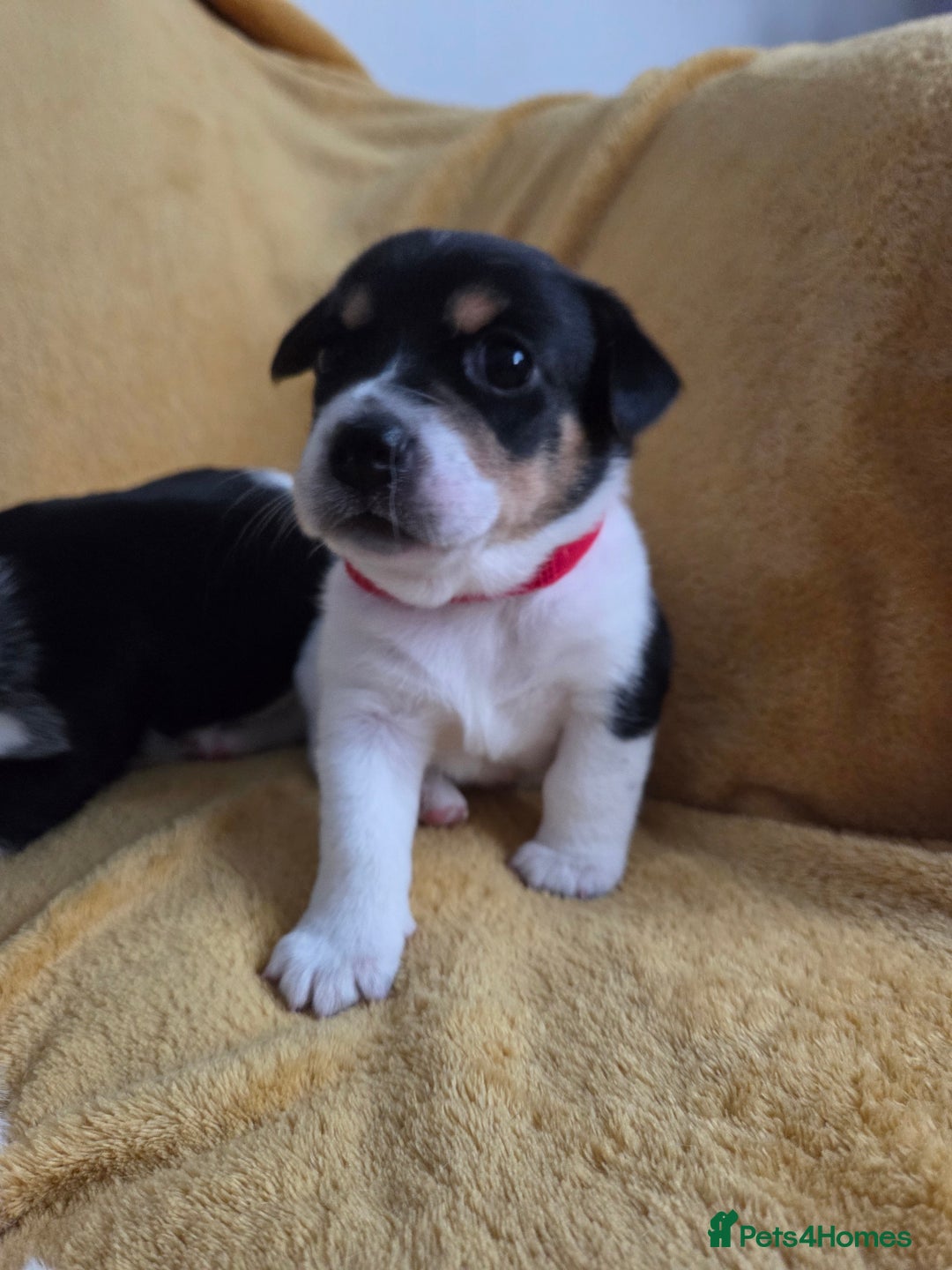 Jack Russell dogs for sale: Tricolour short legs Jack Russell  - Image 7