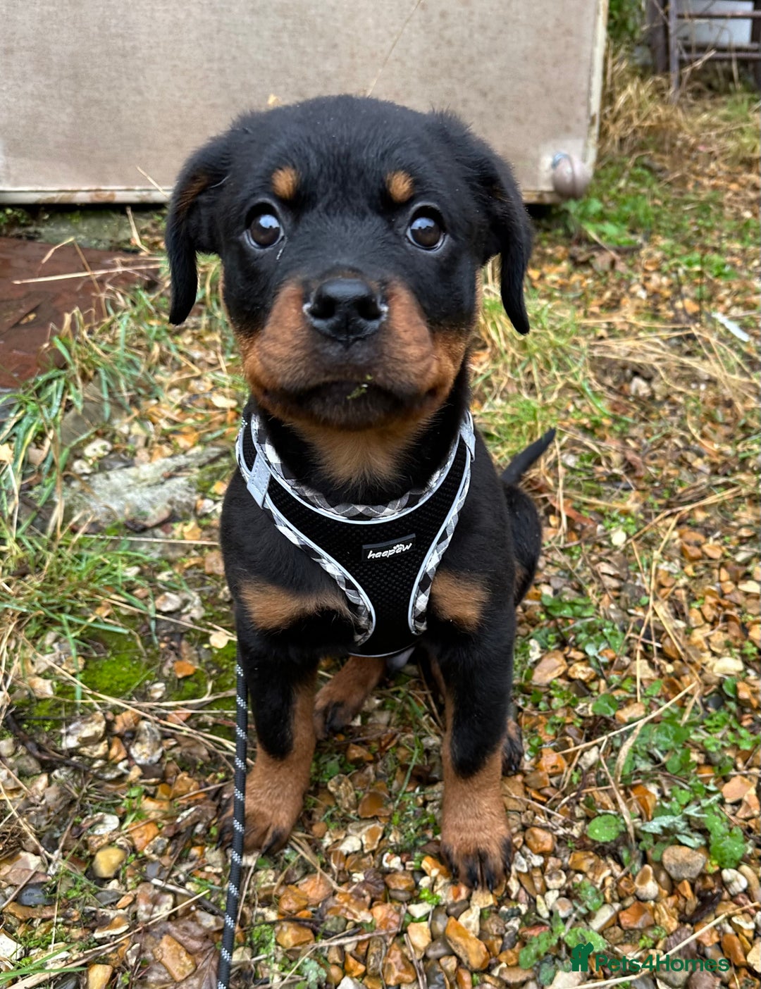 Rottweiler dogs for stud: Rottweiler Dog for Stud - Image 20